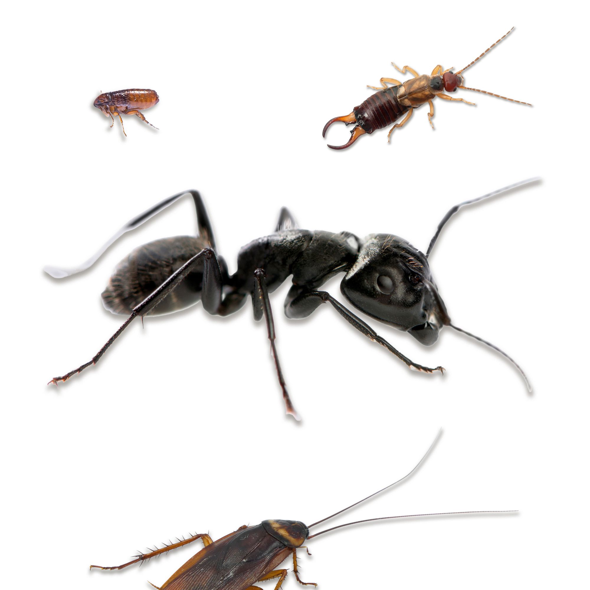 Ant stop