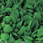 Apollo F1 Spinach Seed