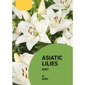 ASIATIC LILY KENT