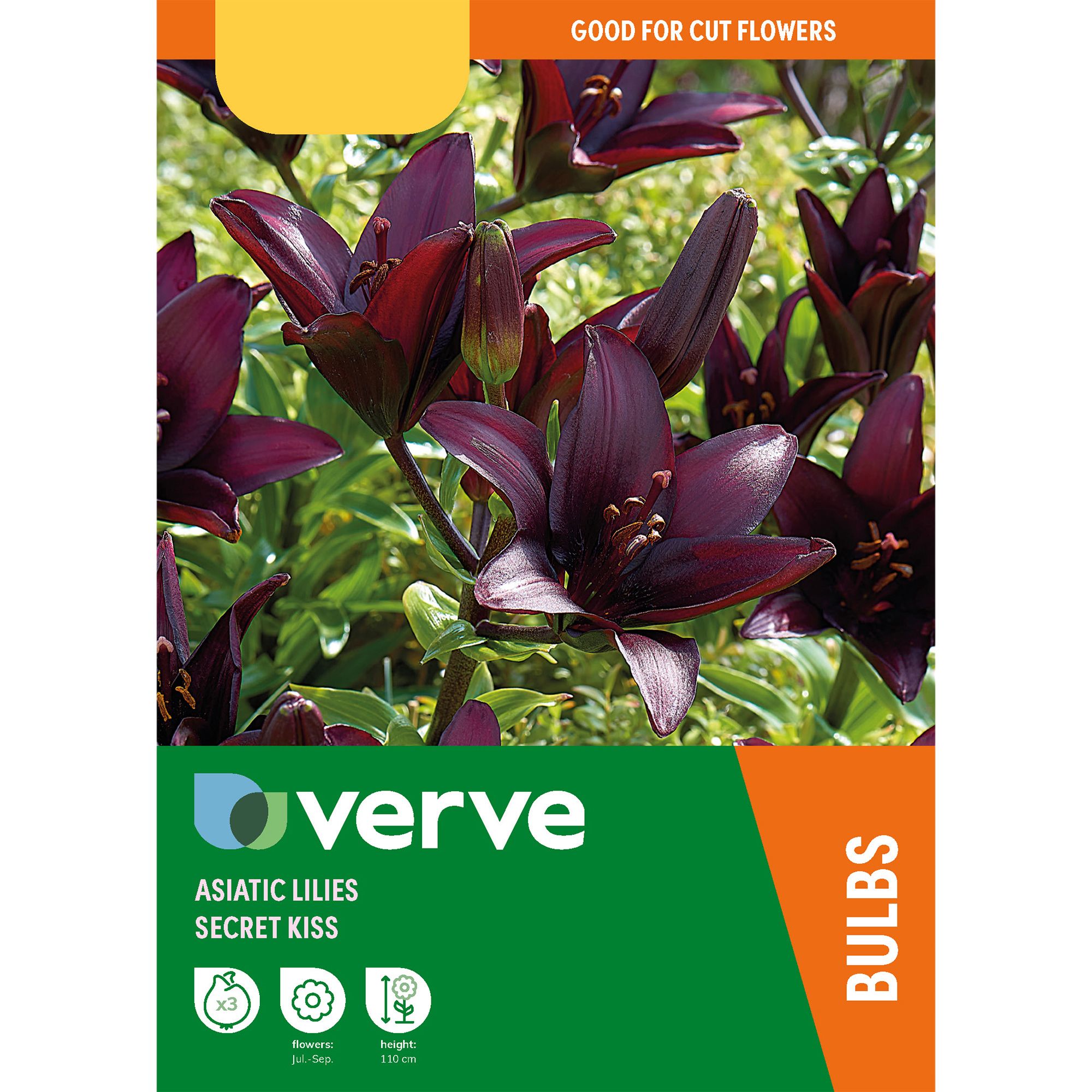 ASIATIC LILY SECRET KISS