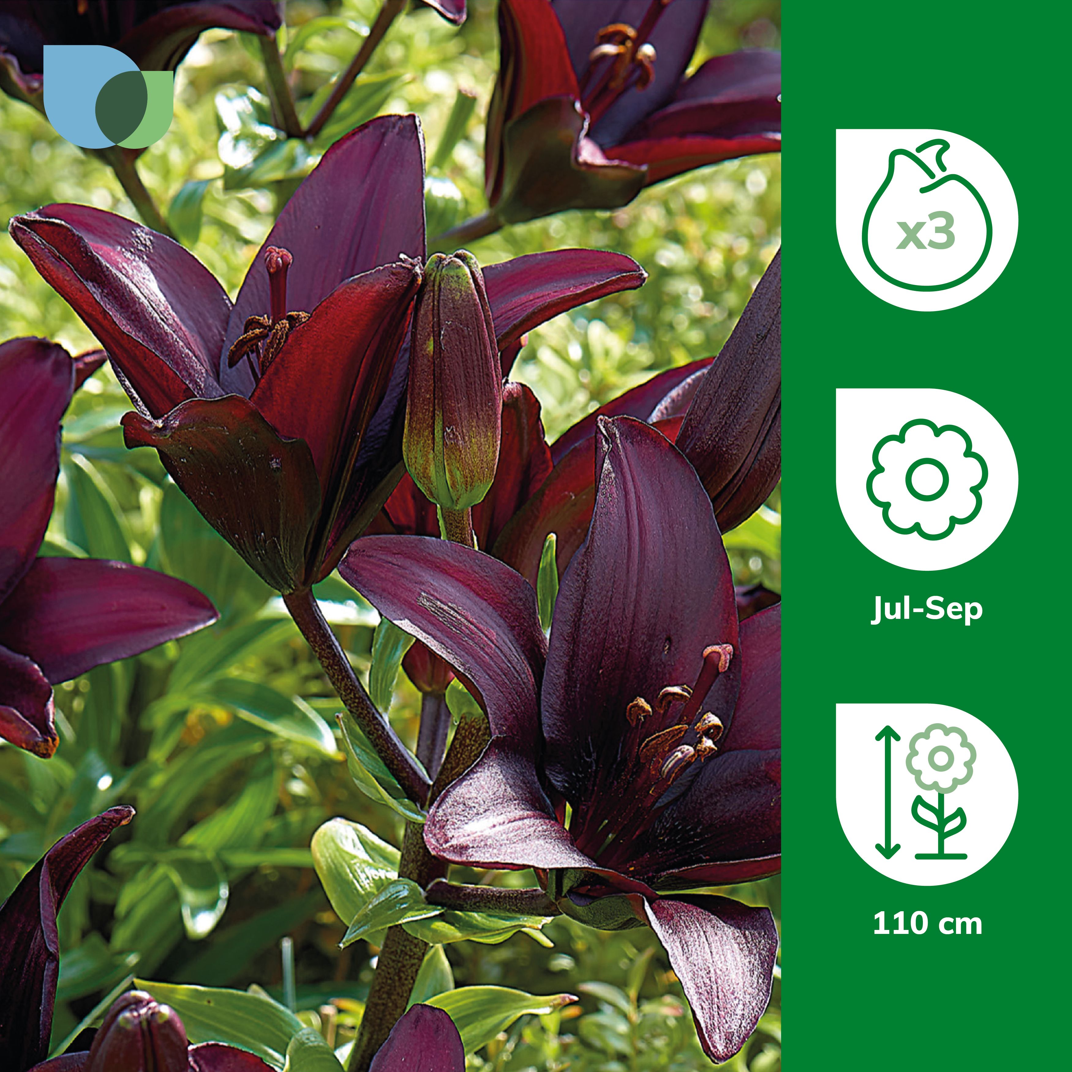ASIATIC LILY SECRET KISS
