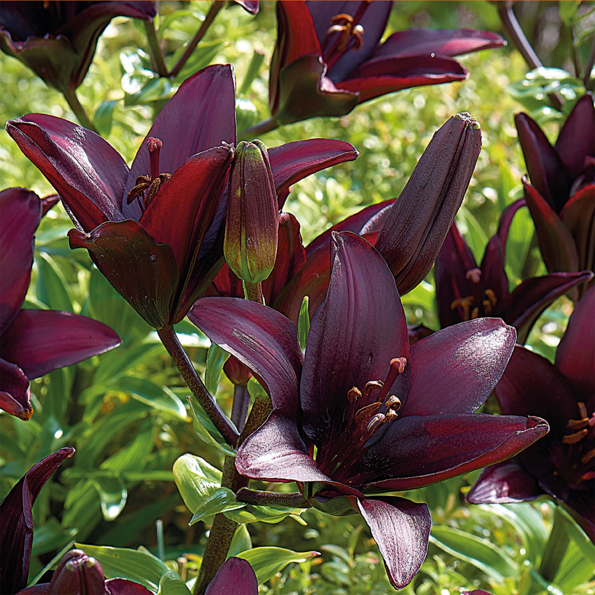 ASIATIC LILY SECRET KISS