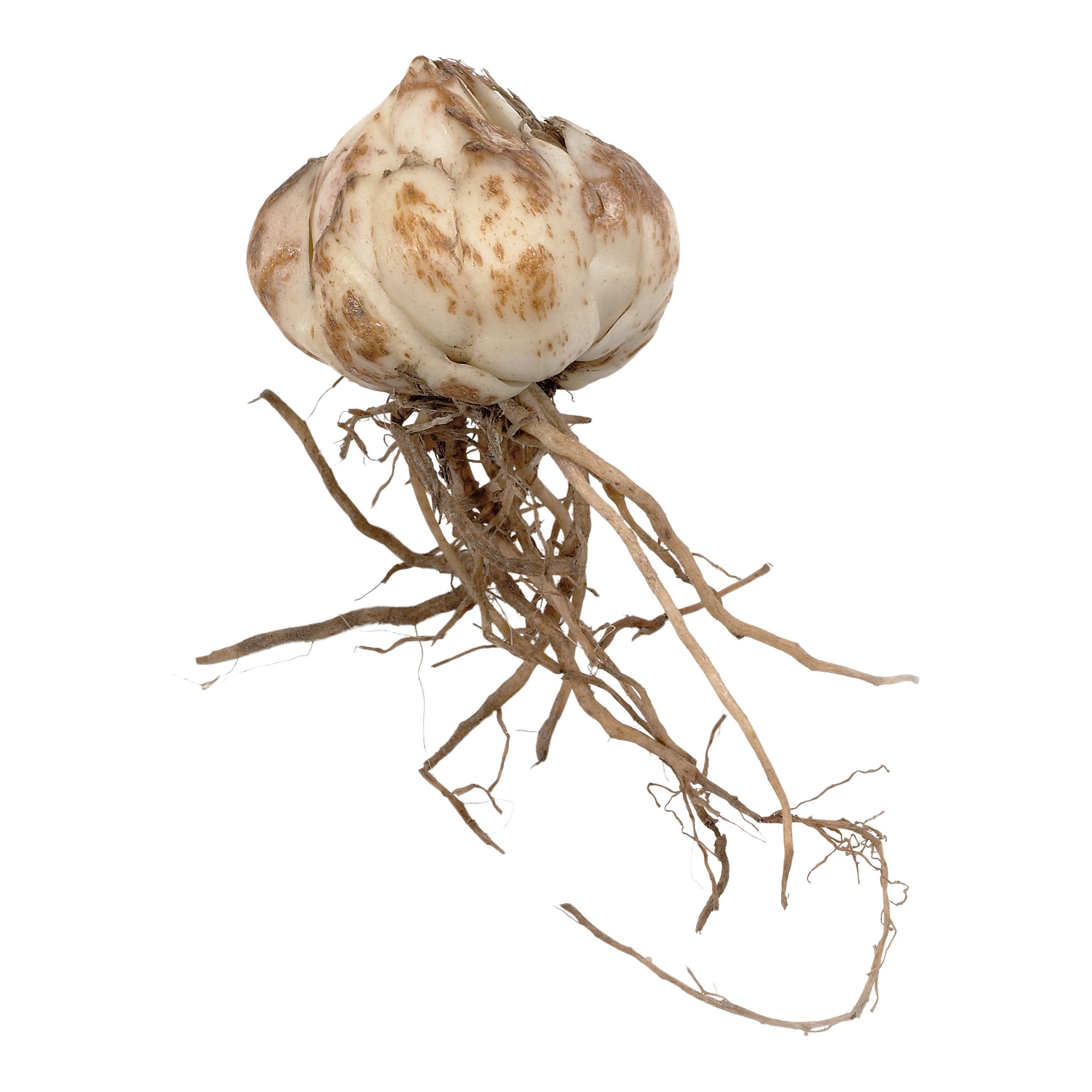 ASIATIC LILY SECRET KISS