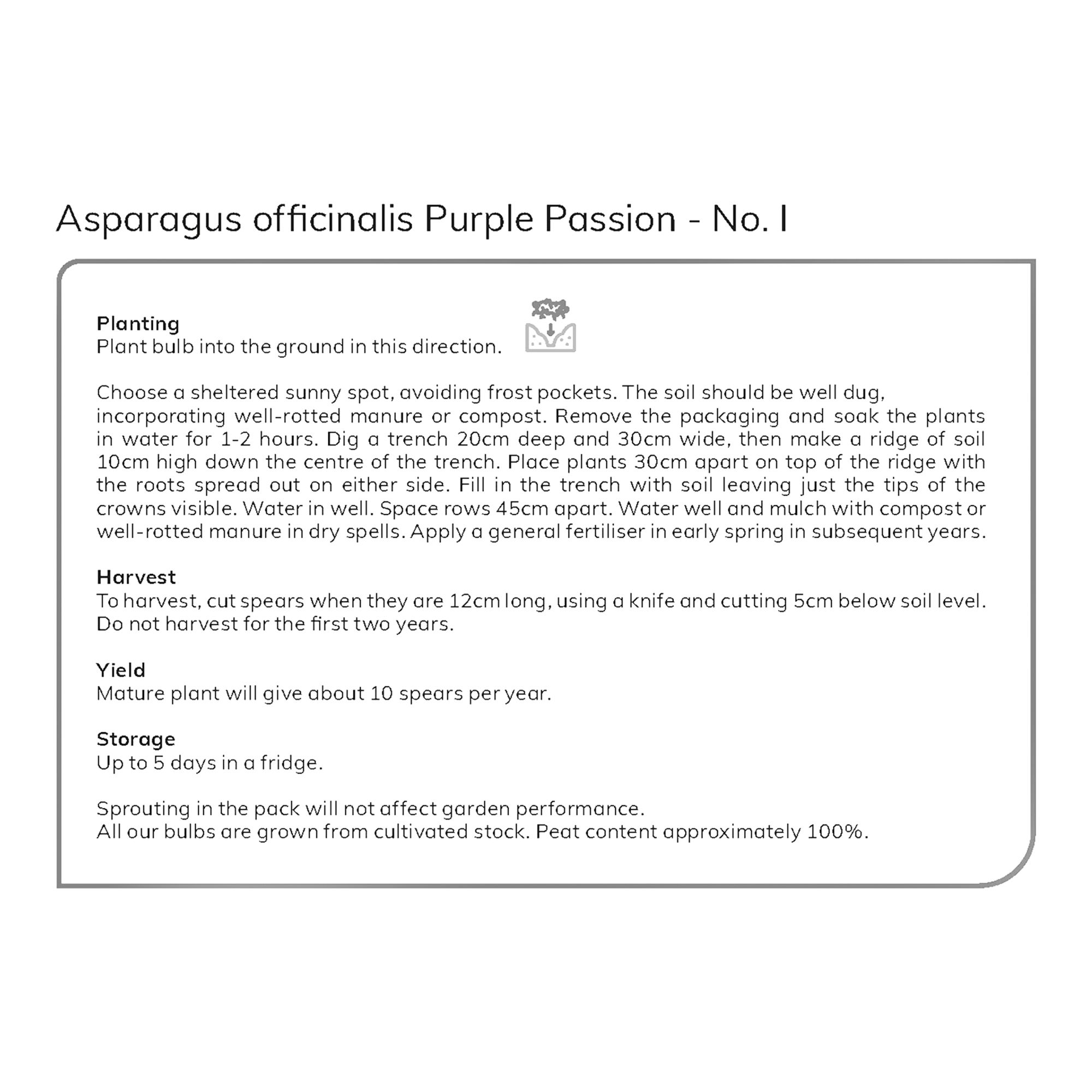 ASPARAGUS PURPLE PASSION