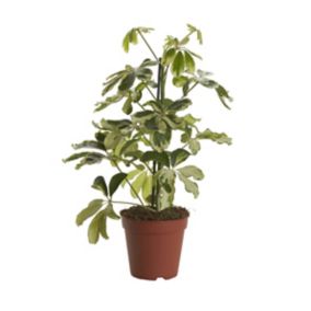 Assorted in 13cm Terracotta Plastic Grow pot