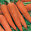 Autumn King 2 Carrot Seed