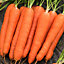 Autumn king 2 carrot Seed