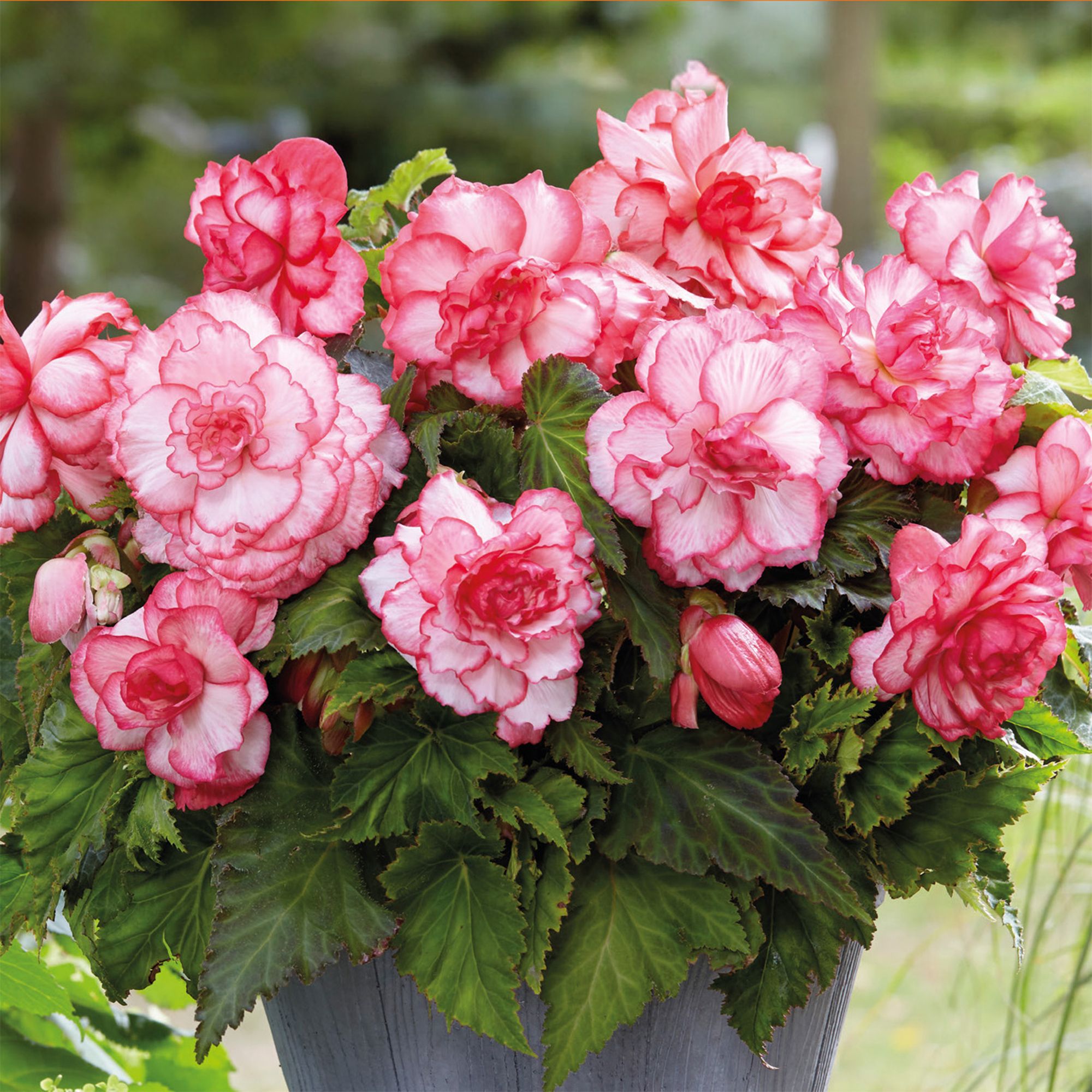 Begonia Bouton de Rose Flower bulb, Pack of 3