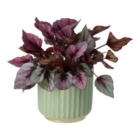 Begonia in Ceramic Decorative pot 13cm