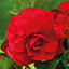 Begonia Red Flower bulb, Pack of 3