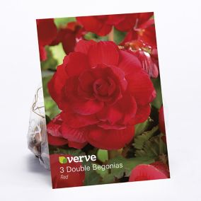 Begonia Red Flower bulb, Pack of 3