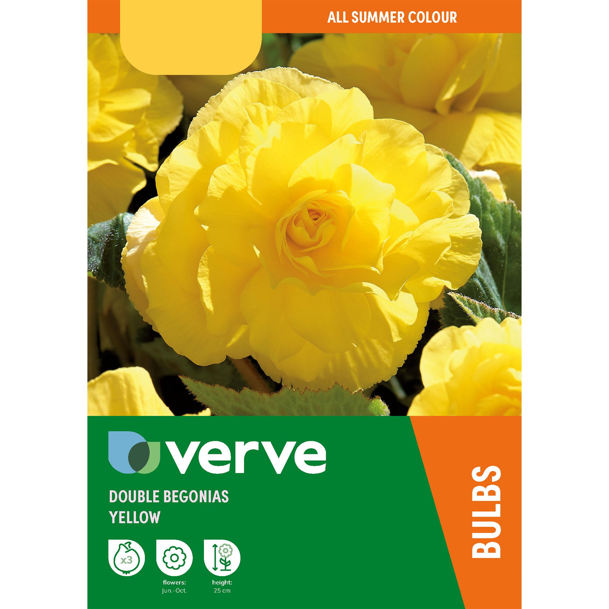 Begonia Yellow Flower bulb, Pack of 3