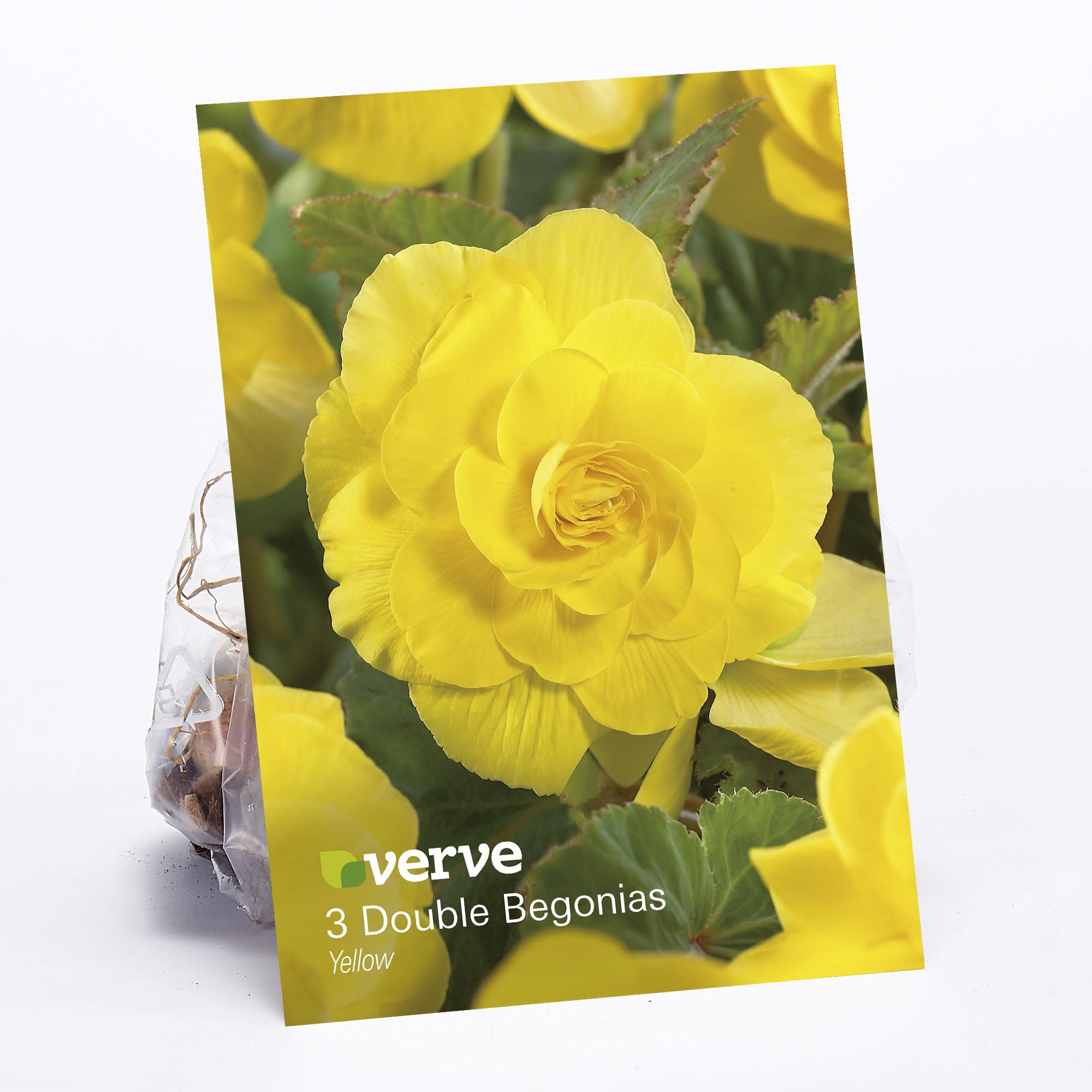 Begonia Yellow Flower bulb, Pack of 3