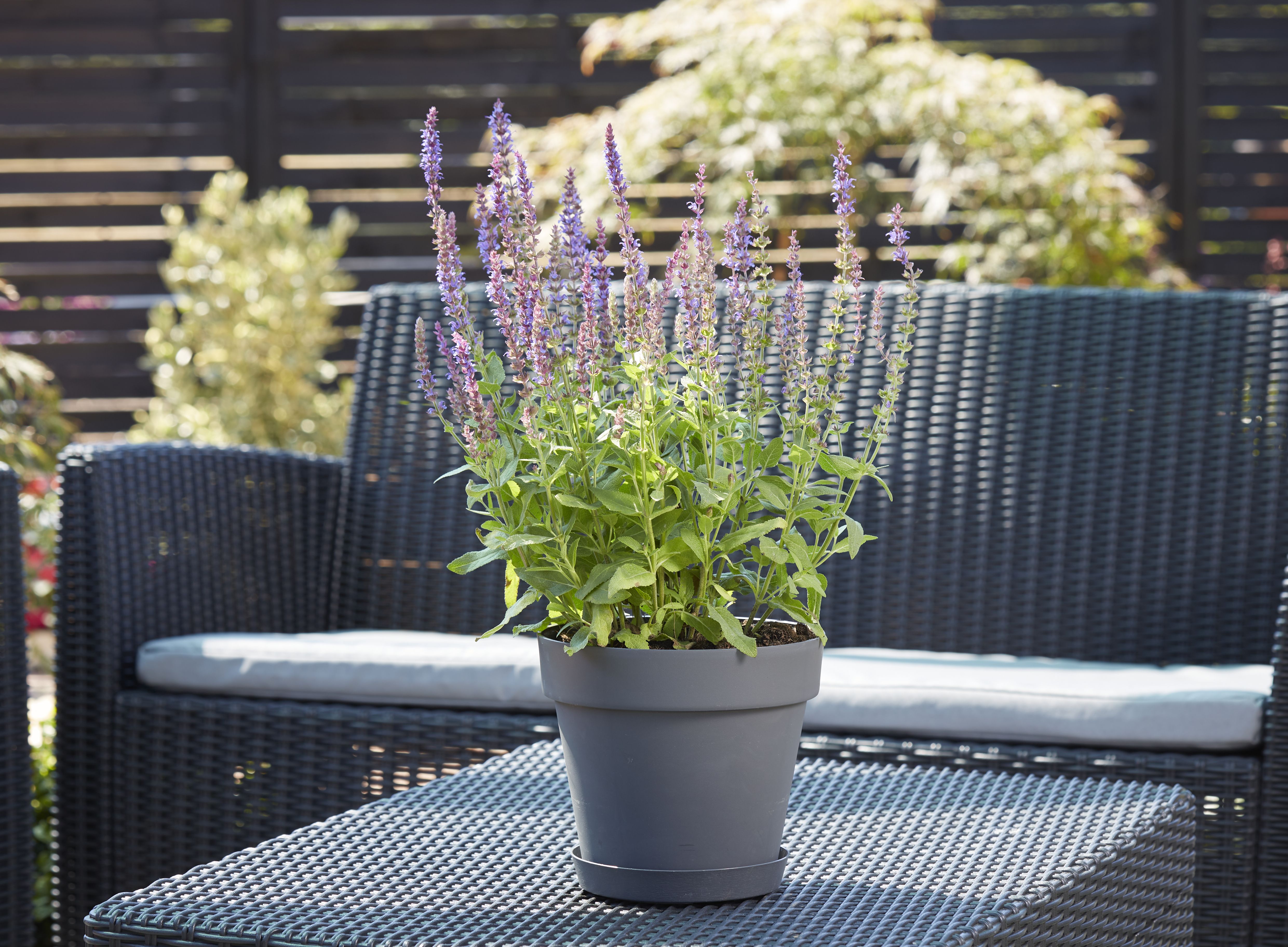 Blooma Nurgul Dark grey Plastic Circular Plant pot (Dia)20cm