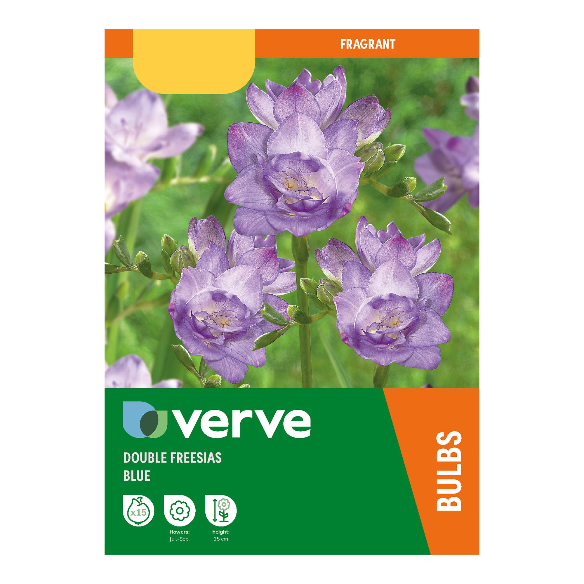 Blue Double Freesias Flower bulb, Pack of 15