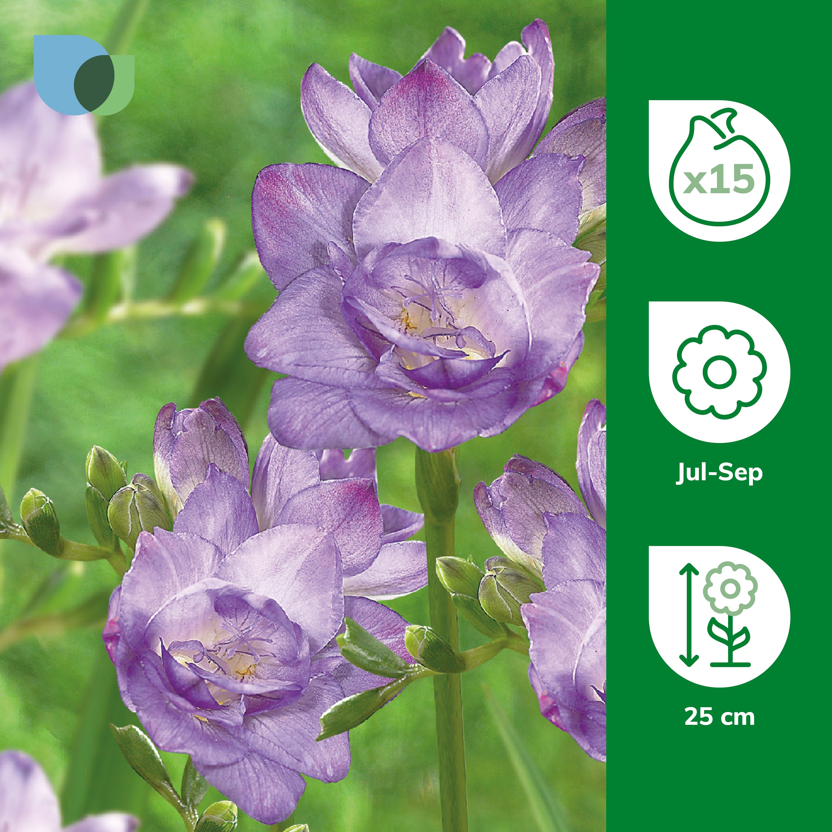 Blue Double Freesias Flower bulb, Pack of 15