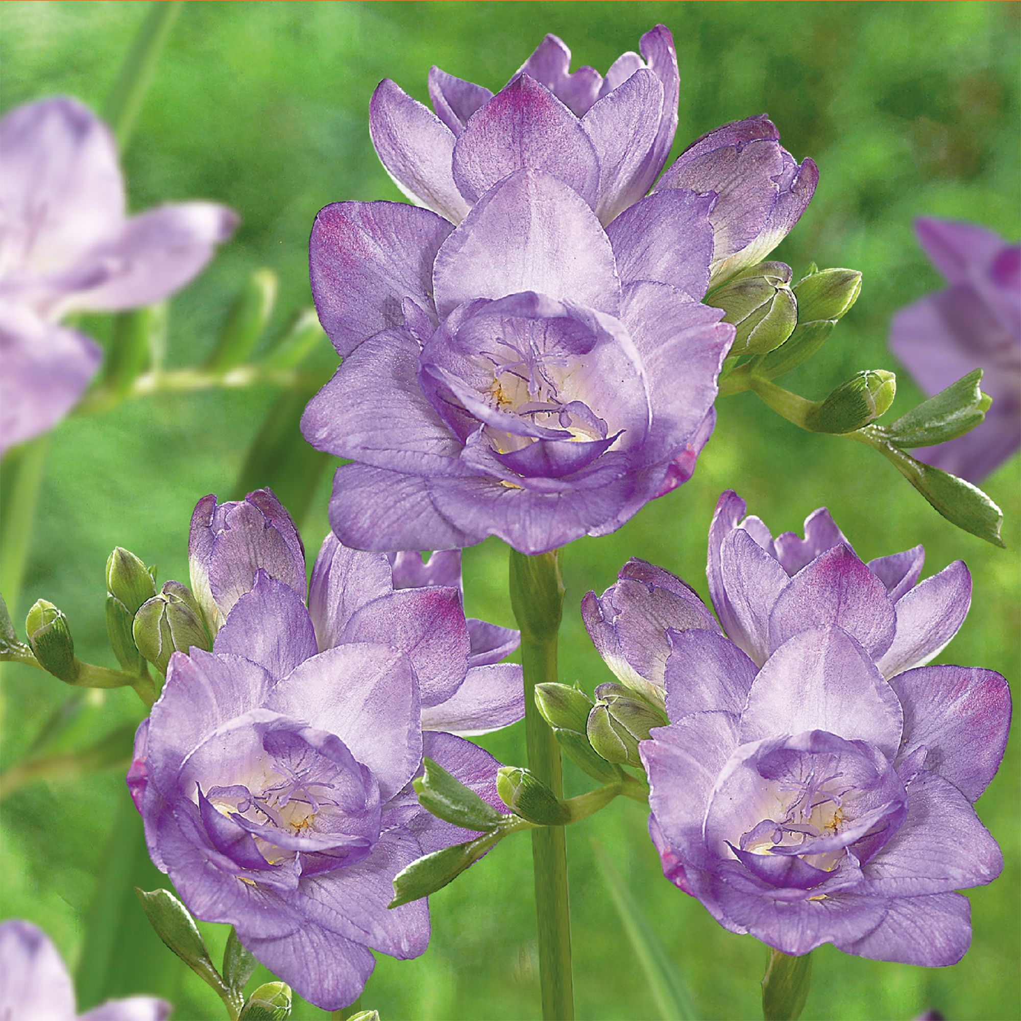Blue Double Freesias Flower bulb, Pack of 15