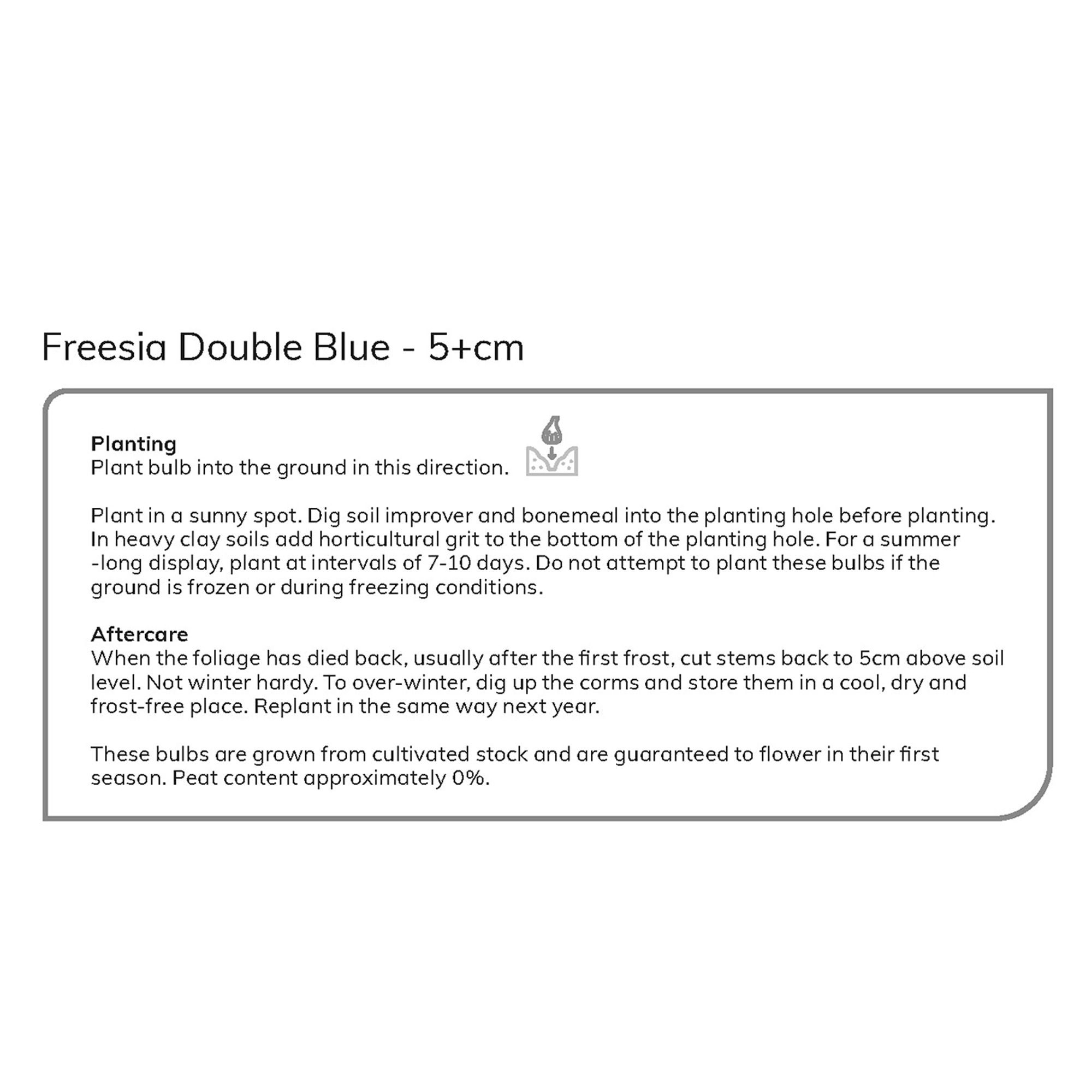 Blue Double Freesias Flower bulb, Pack of 15