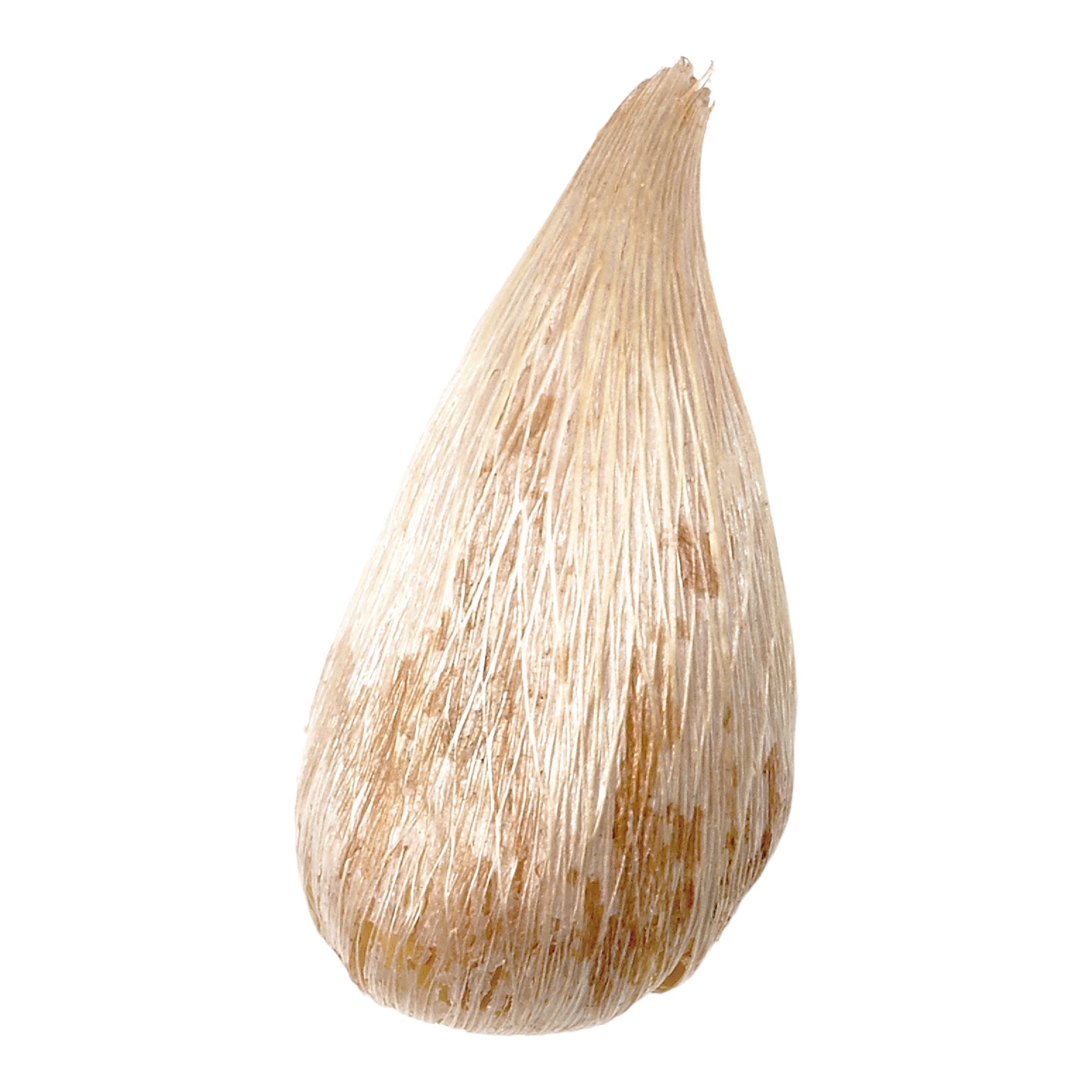 Blue Double Freesias Flower bulb, Pack of 15
