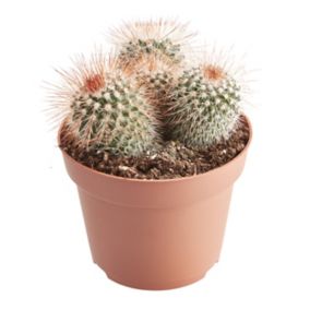 Cactus in 12cm Terracotta Plastic Grow pot
