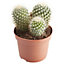 Cactus in 12cm Terracotta Plastic Grow pot