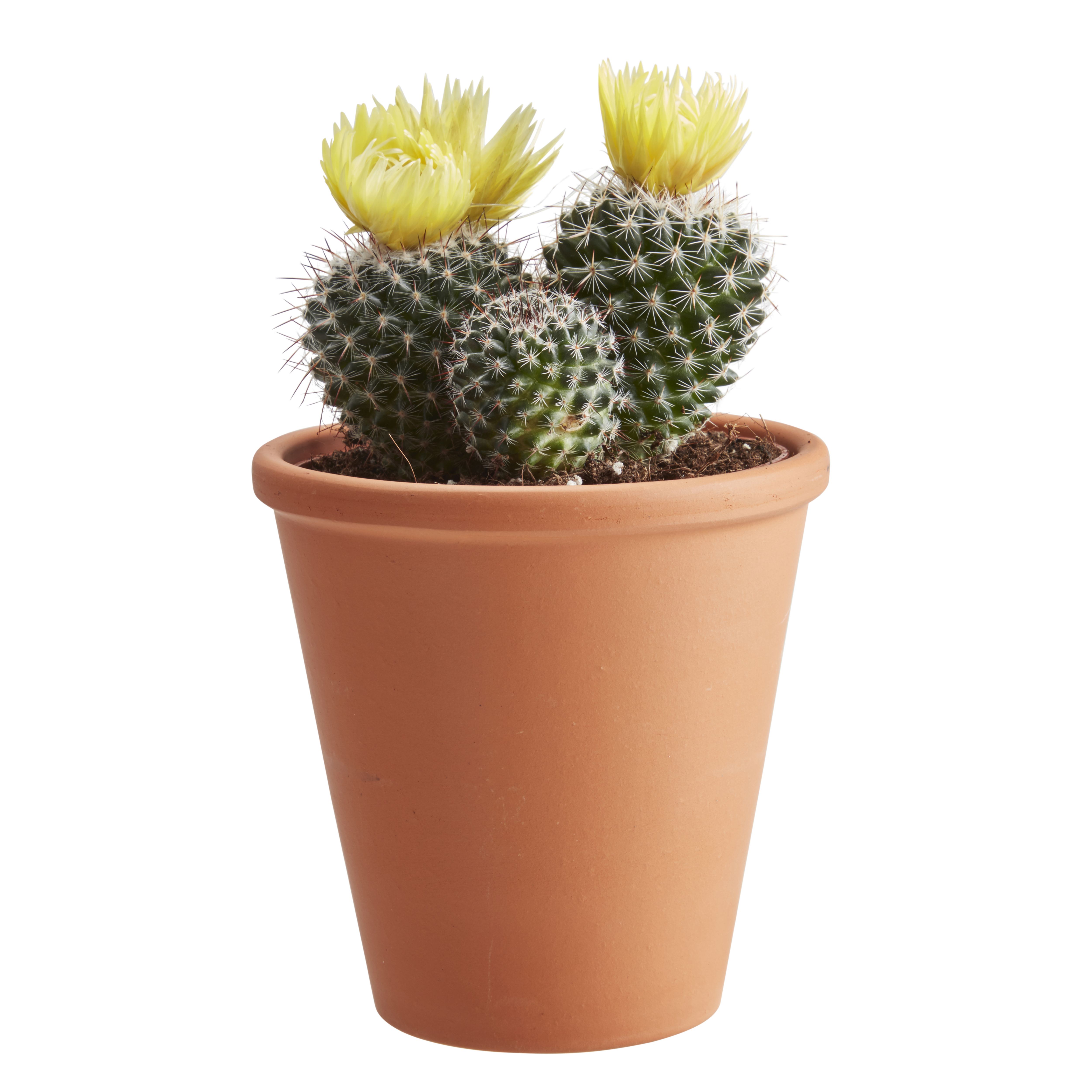 Cactus in 9cm Terracotta Pot