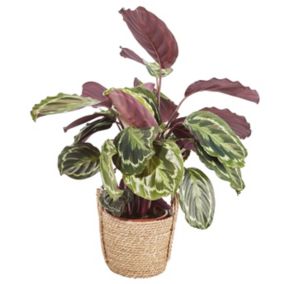 Calathea medaillon in 19cm Natural Foliage plant Seagrass Decorative pot