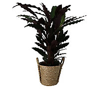 Calathea wavestar in 19cm Natural Cattail & plastic Decorative pot