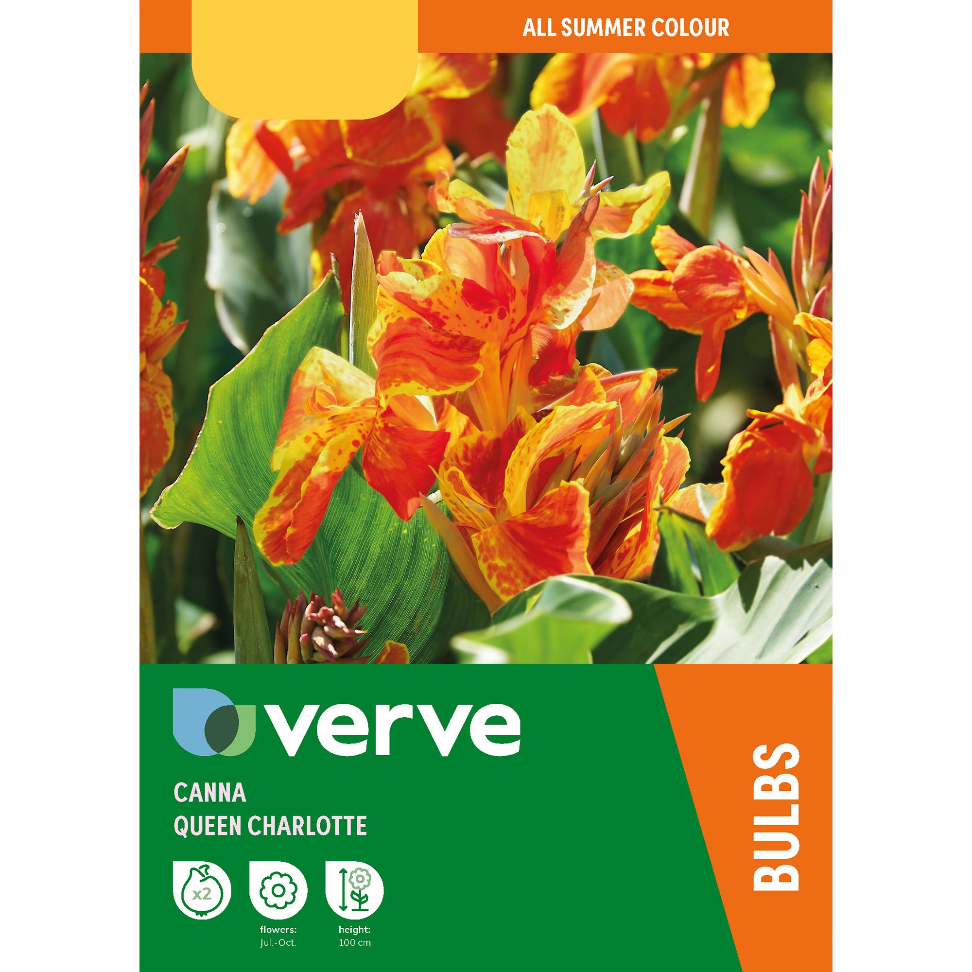 Canna Queen Charlotte Flower bulb, Pack of 2