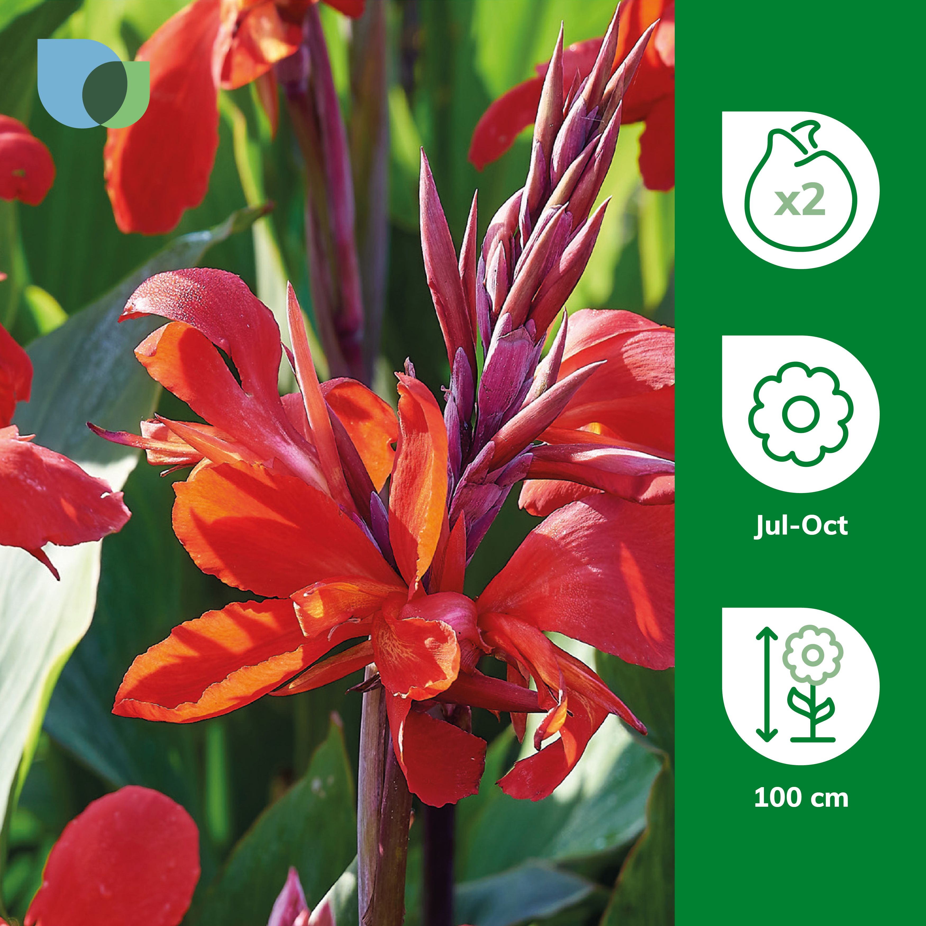 CANNA RED