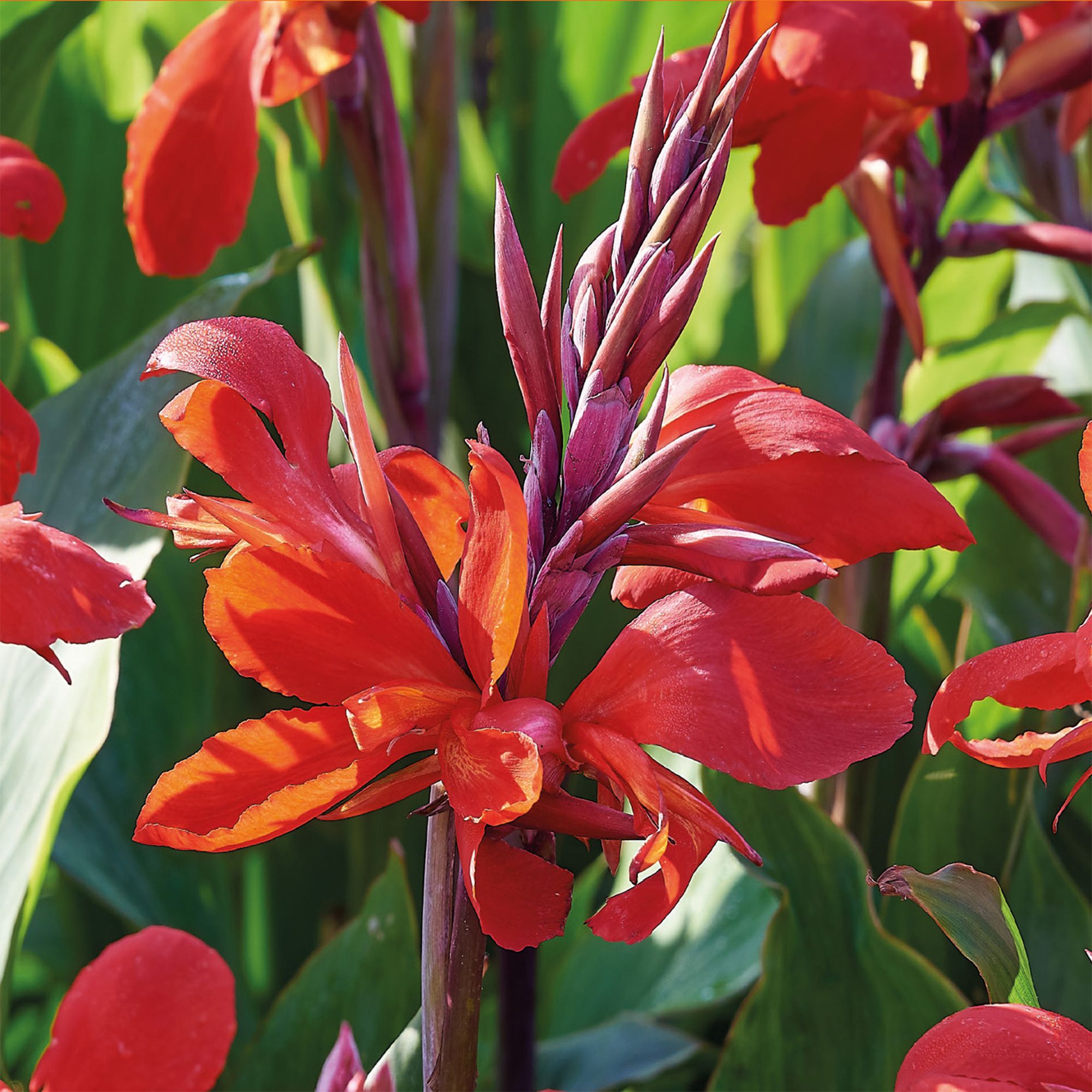 CANNA RED