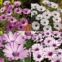 Cape daisy Summer Bedding plant 10.5cm, Pack of 6