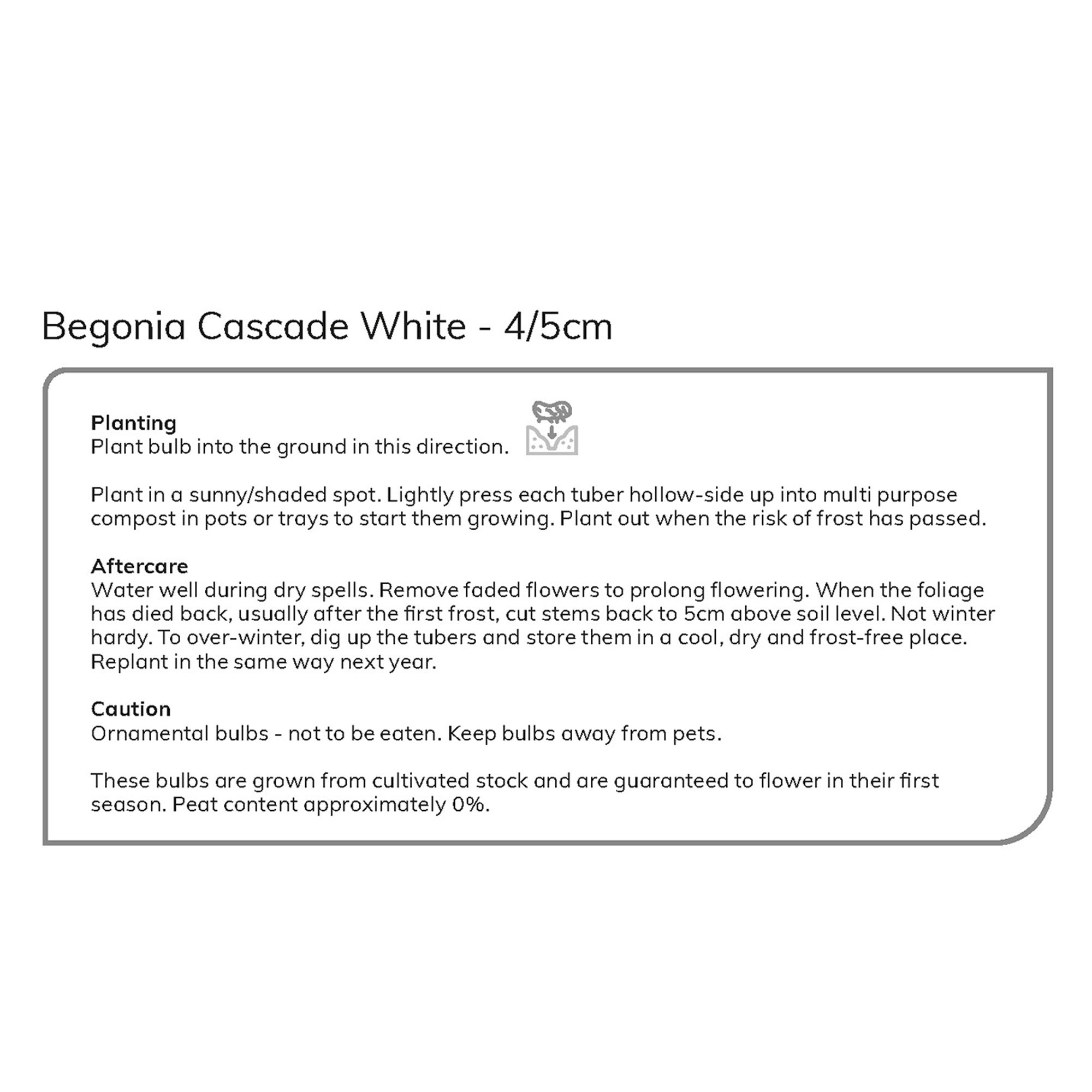 CASCADING BEGONIA WHITE