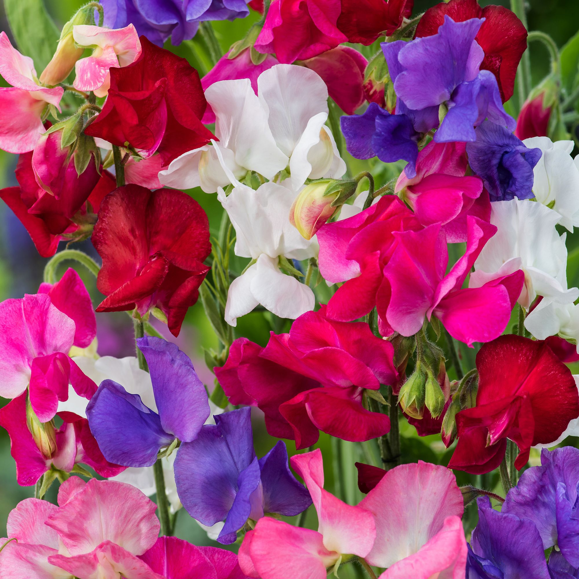 Cascading mix Sweet pea Seed