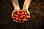 Cerise cherry tomato Seed