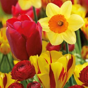 Colour Collection - Red Fiery Mix 40 Flower bulbs