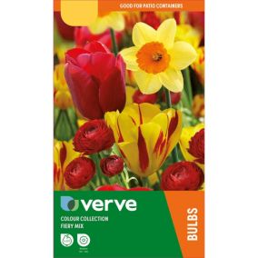 Colour Collection - Red Fiery Mix 40 Flower bulbs