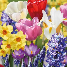 Complete Spring Garden Collection 100 Flower bulbs