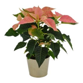 Coral Poinsettia in Champagne Zinc Decorative pot 13cm