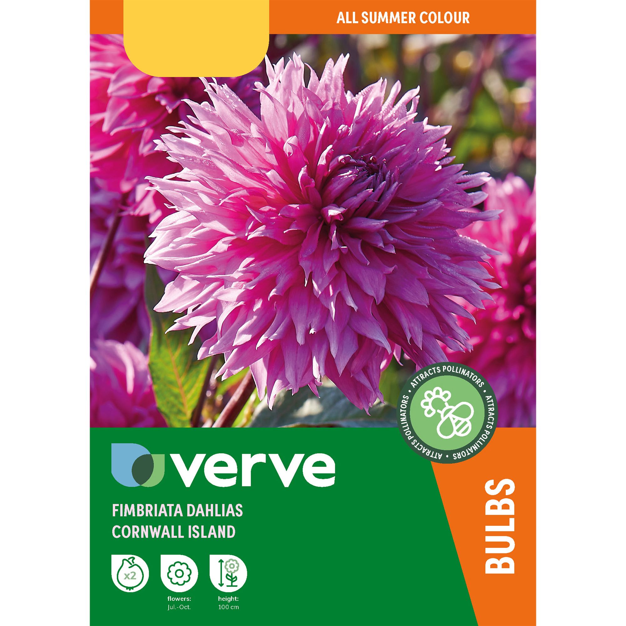 CORNWALL ISLAND DAHLIA