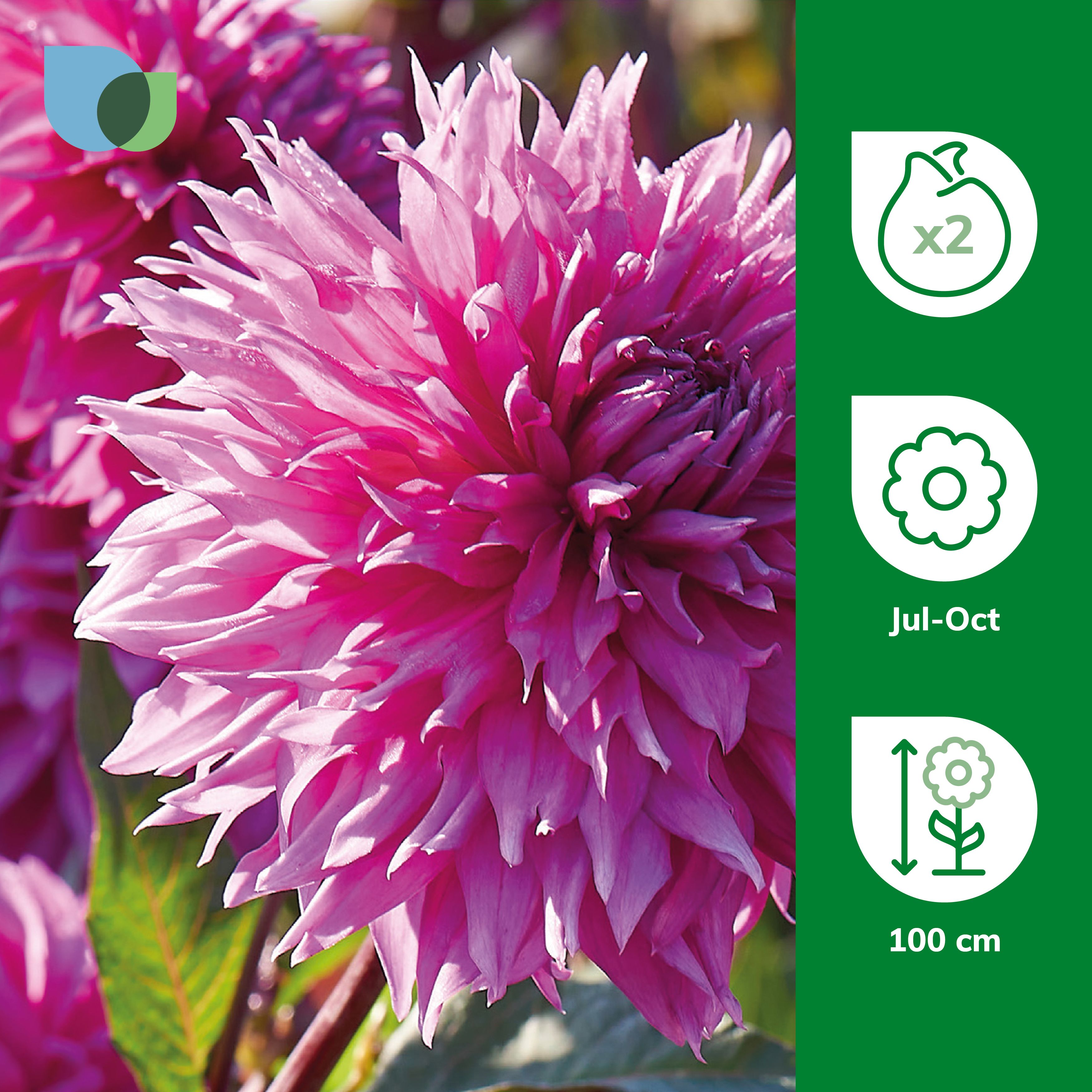 CORNWALL ISLAND DAHLIA