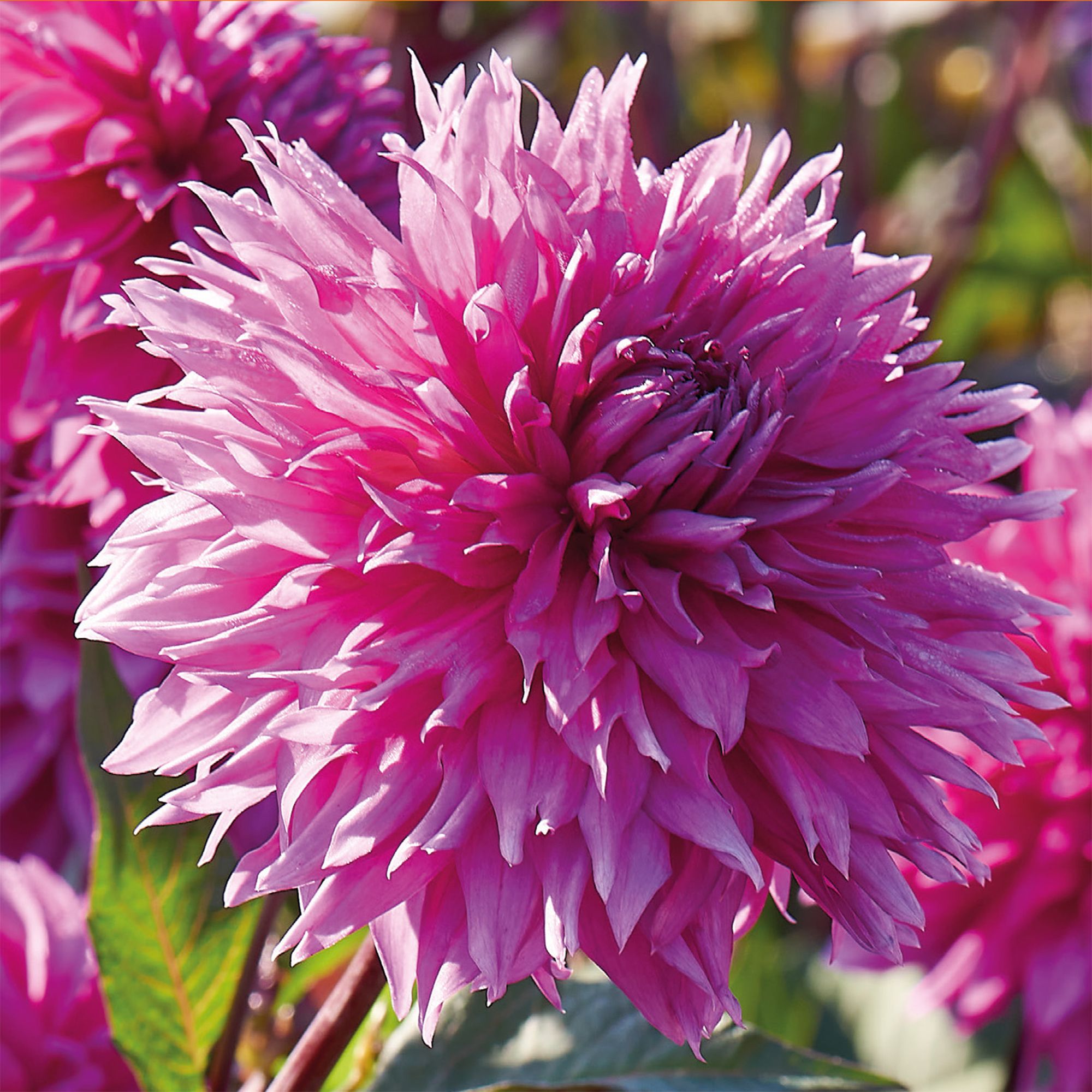 CORNWALL ISLAND DAHLIA