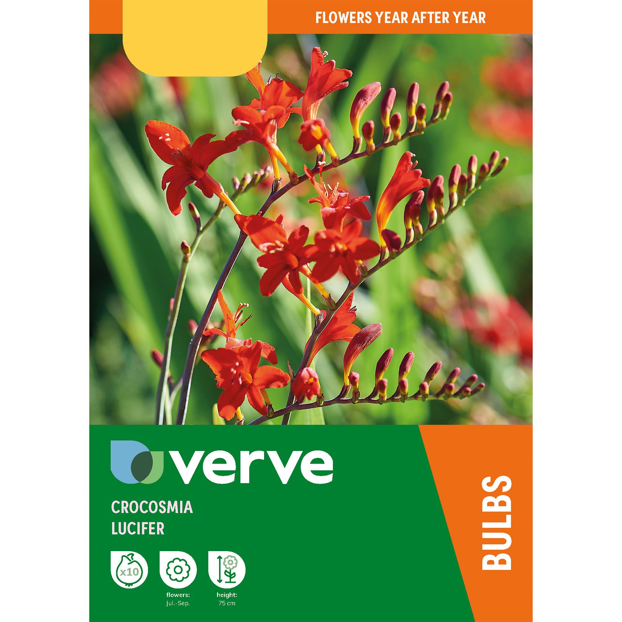 Crocosmia Lucifer Flower bulb, Pack of 10