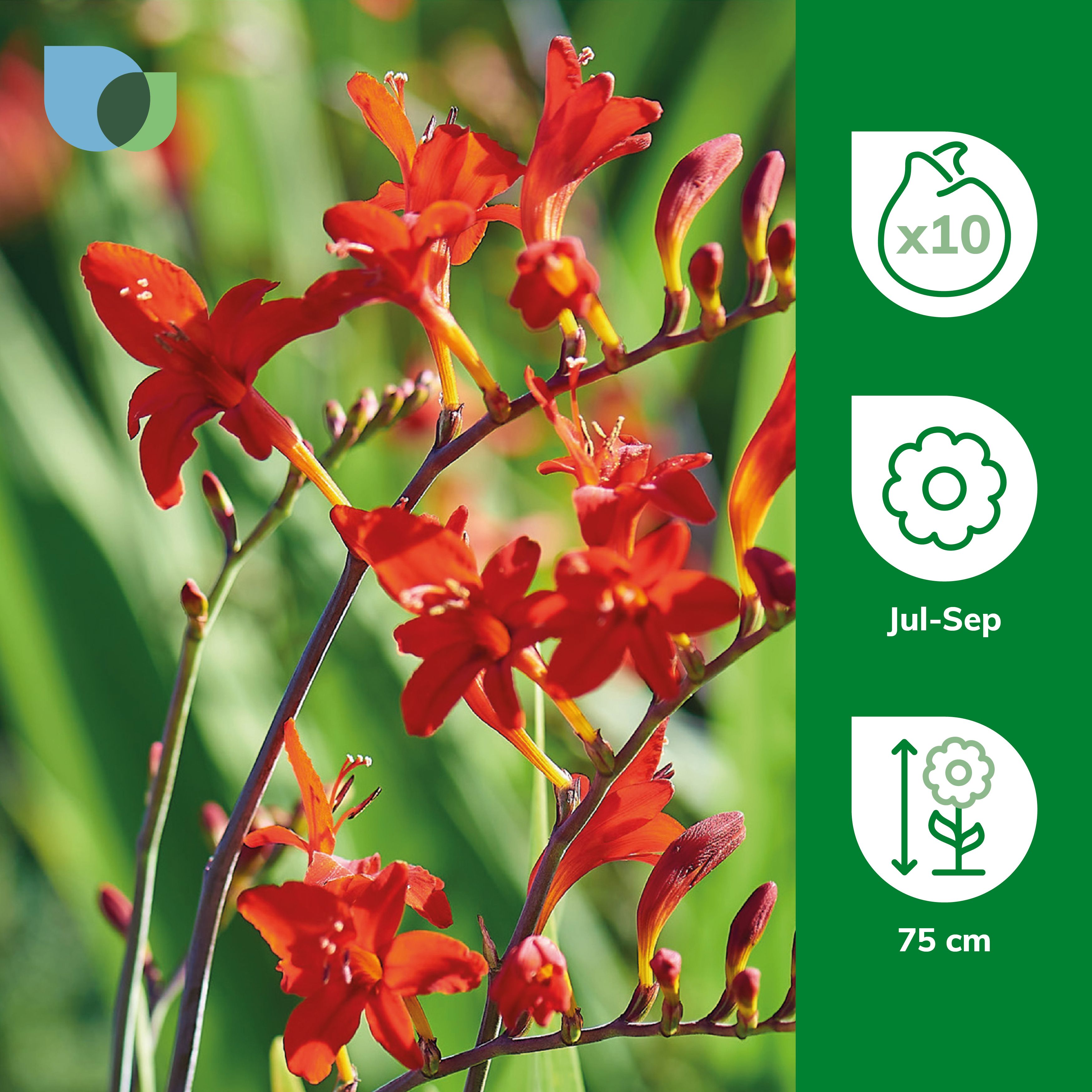 Crocosmia Lucifer Flower bulb, Pack of 10
