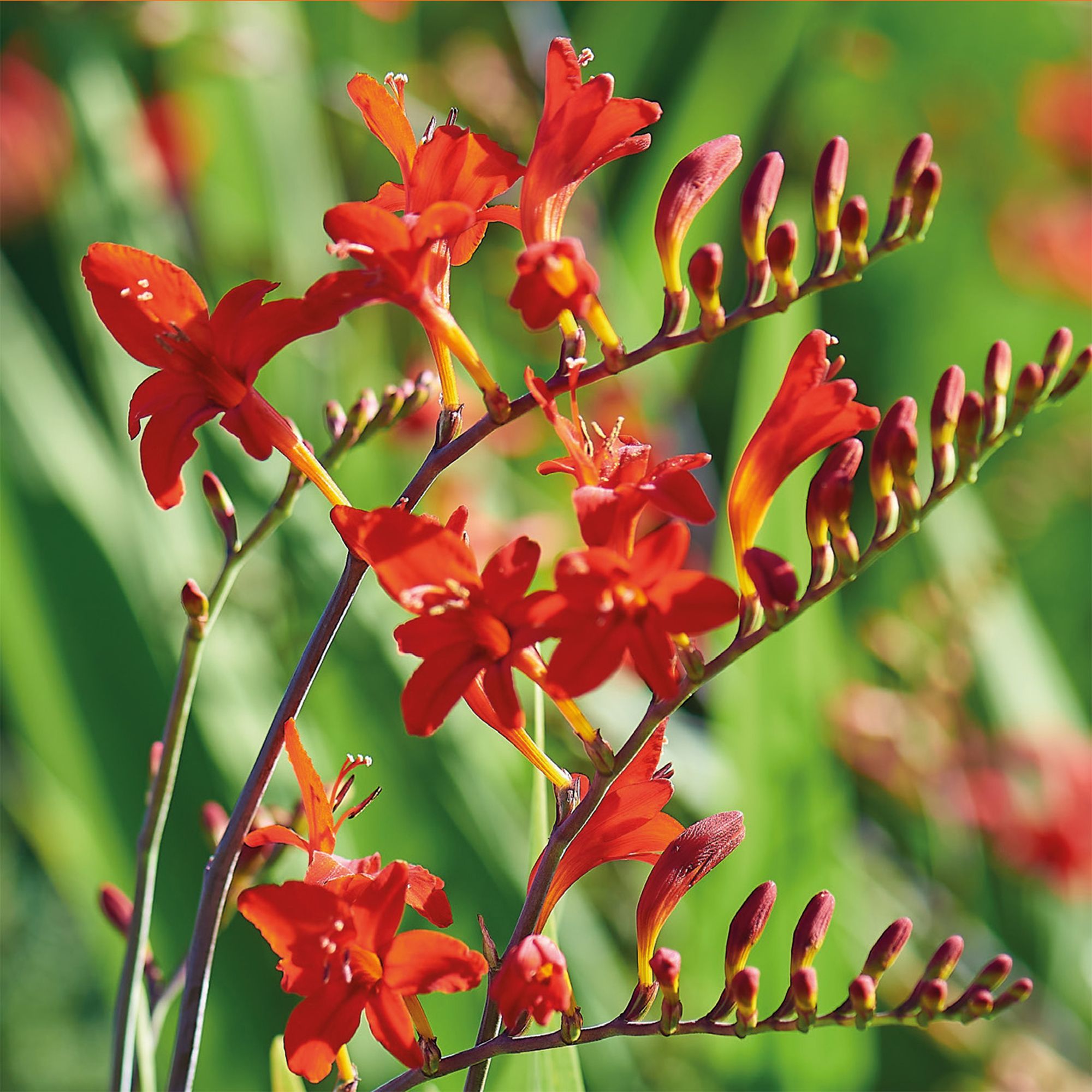 Crocosmia Lucifer Flower bulb, Pack of 10