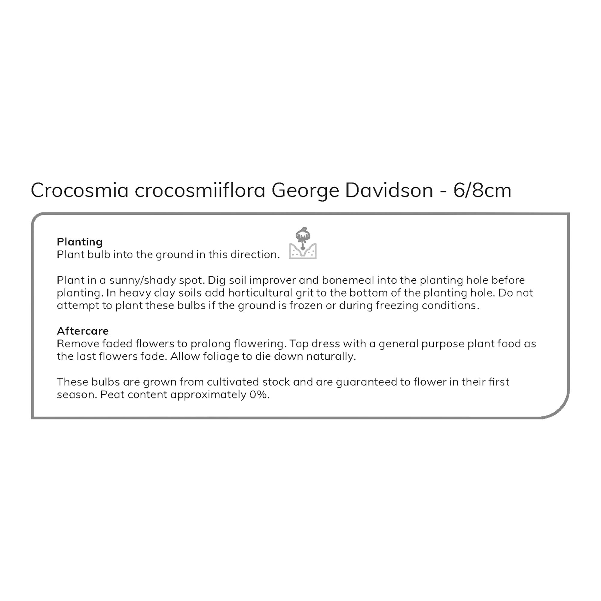 CROCOSMIA YELLOW GEORGE DAVIDSON