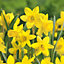 Daffodil Daffodil Flower bulb