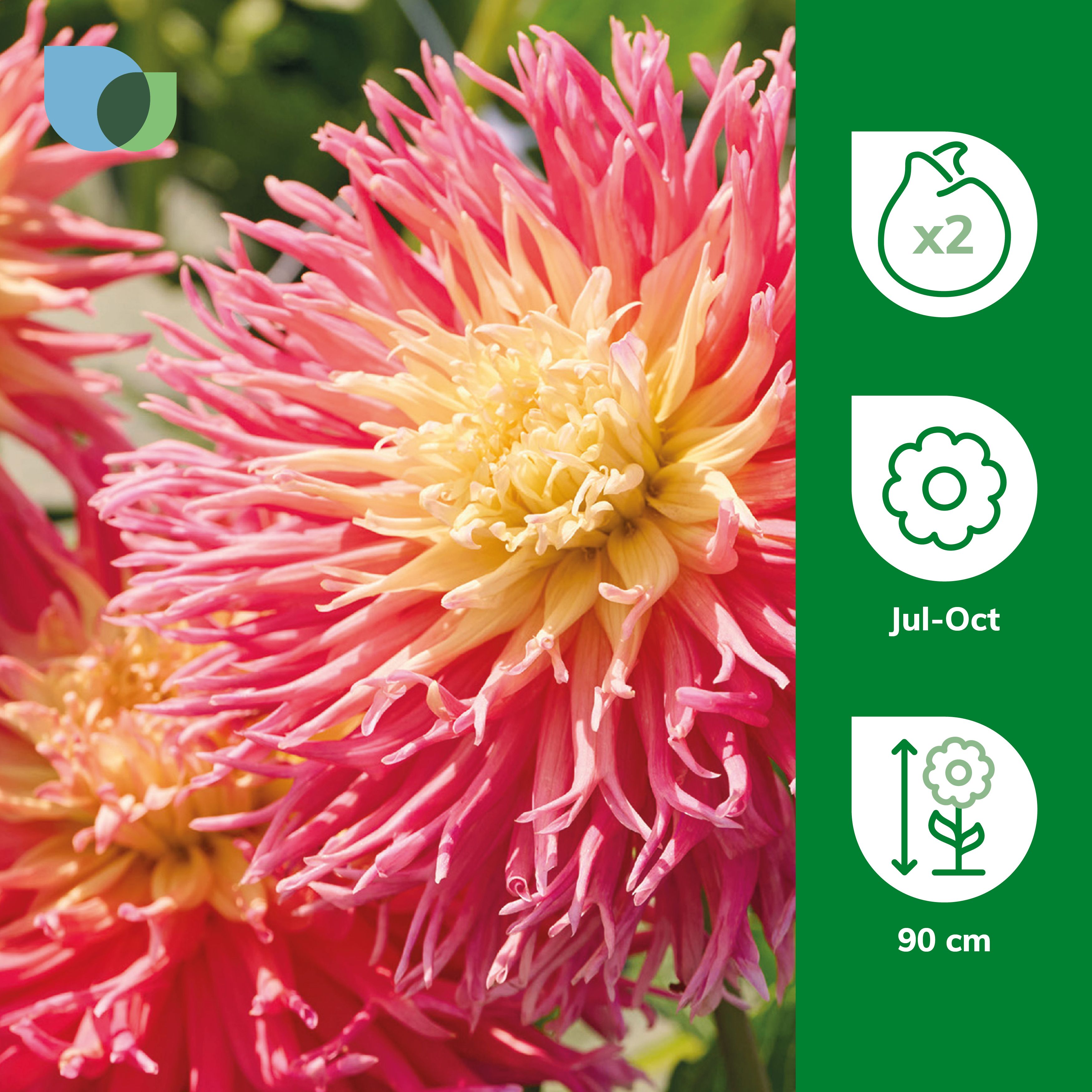 Dahlia Cactus Fringed Star 2 Flower bulbs