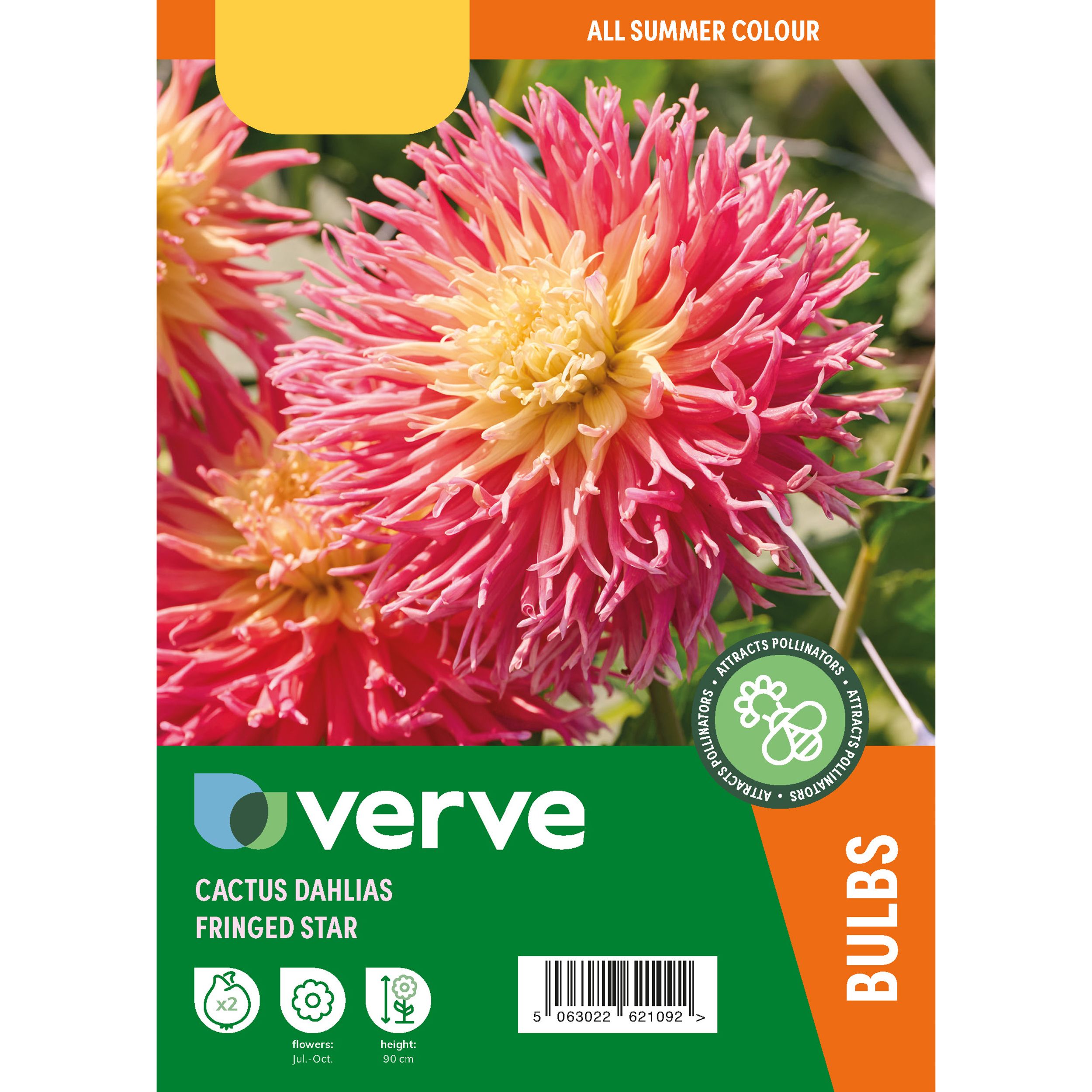 Dahlia Cactus Fringed Star 2 Flower bulbs