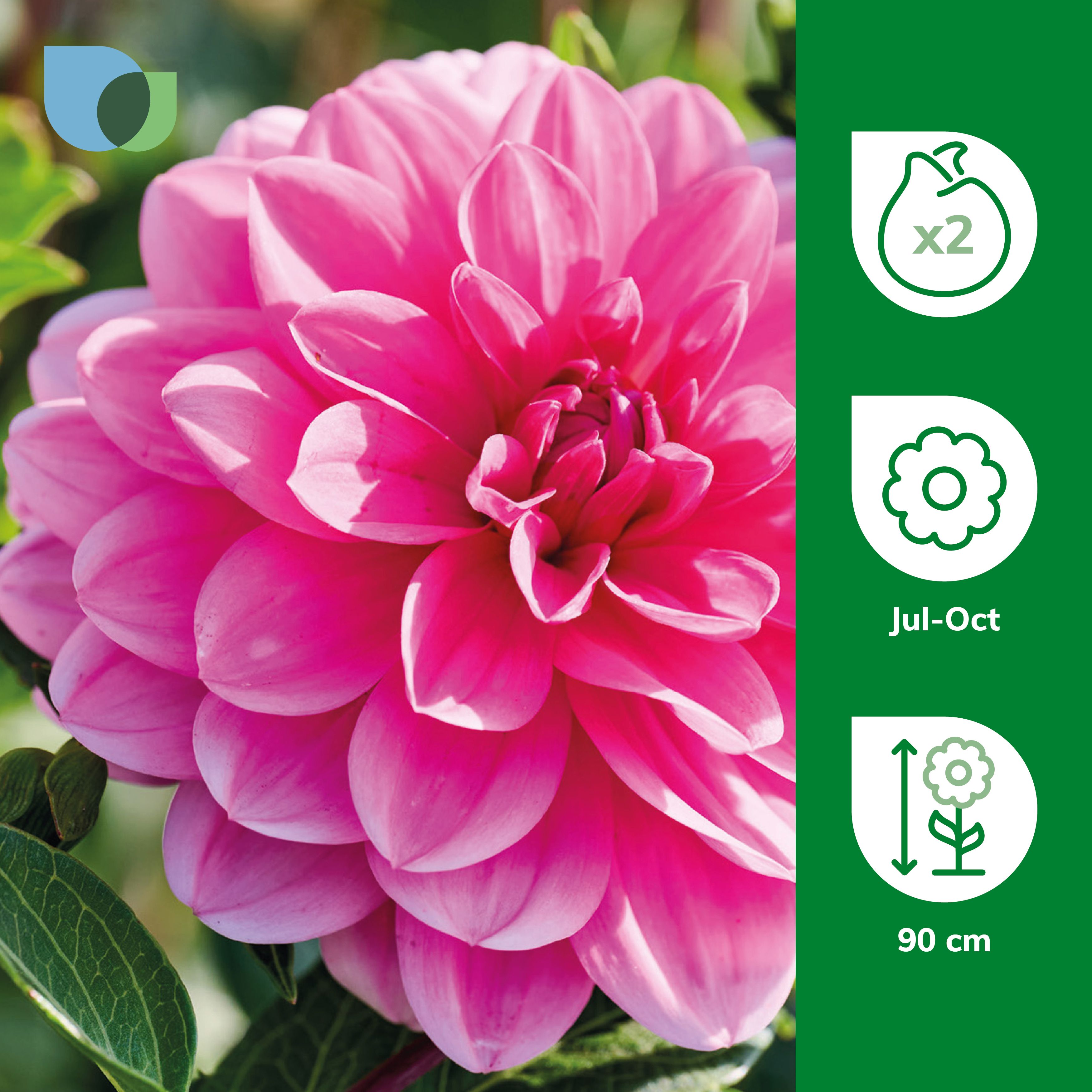Dahlia Decorative Onesta 2 Flower bulbs